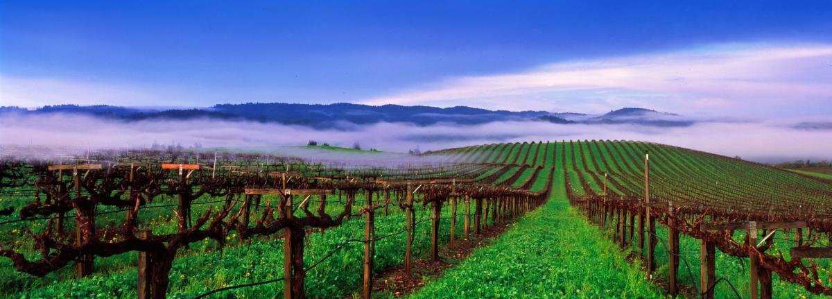 A spasso per la Contea di Sonoma