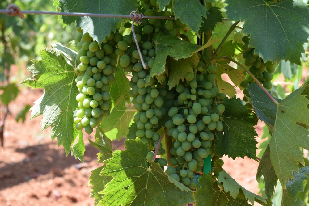 Azienda Agricola Arrighi