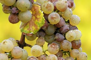 Botrytis Cinerea: la muffa nobile