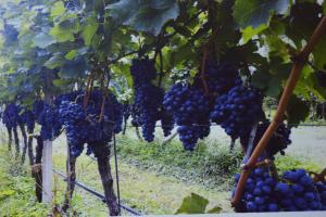 Uno sguardo oltre l'Adriatico