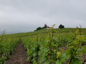 Nel cuore dello Champagne