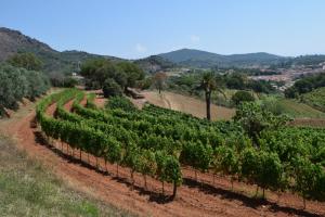 Azienda Agricola Arrighi