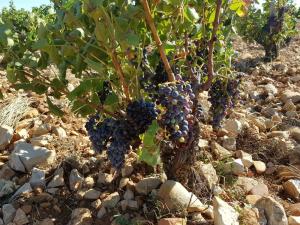 Estate in Provenza...e non solo