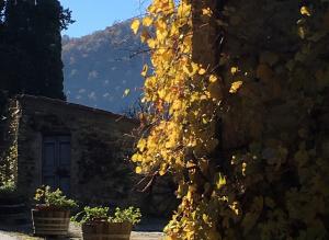 Piccolo (e alto) mondo antico: Il Sangiovese in punta di piedi del Chianti Rufina