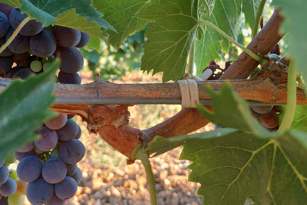 Il vino si fa in vigna: tempo di vendemmia, la gestione dell'uva in cantina