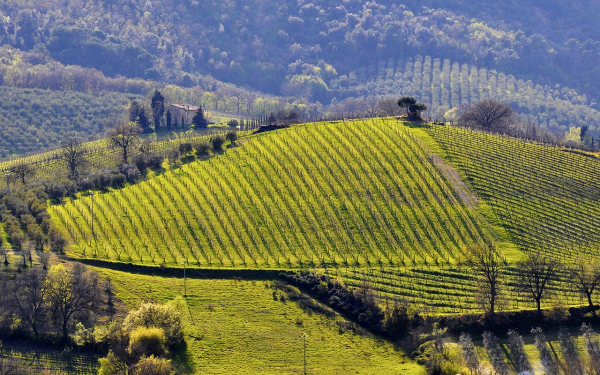 Terre del Chianti Classico