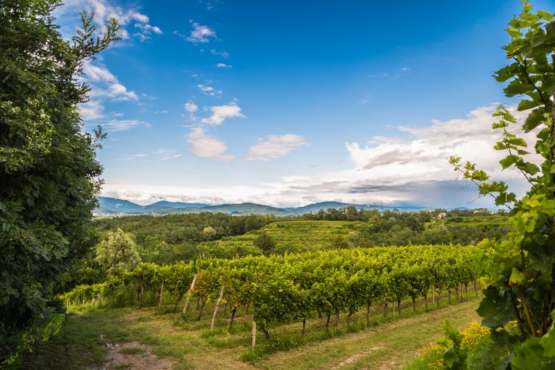 Collio - Vino da uve autoctone