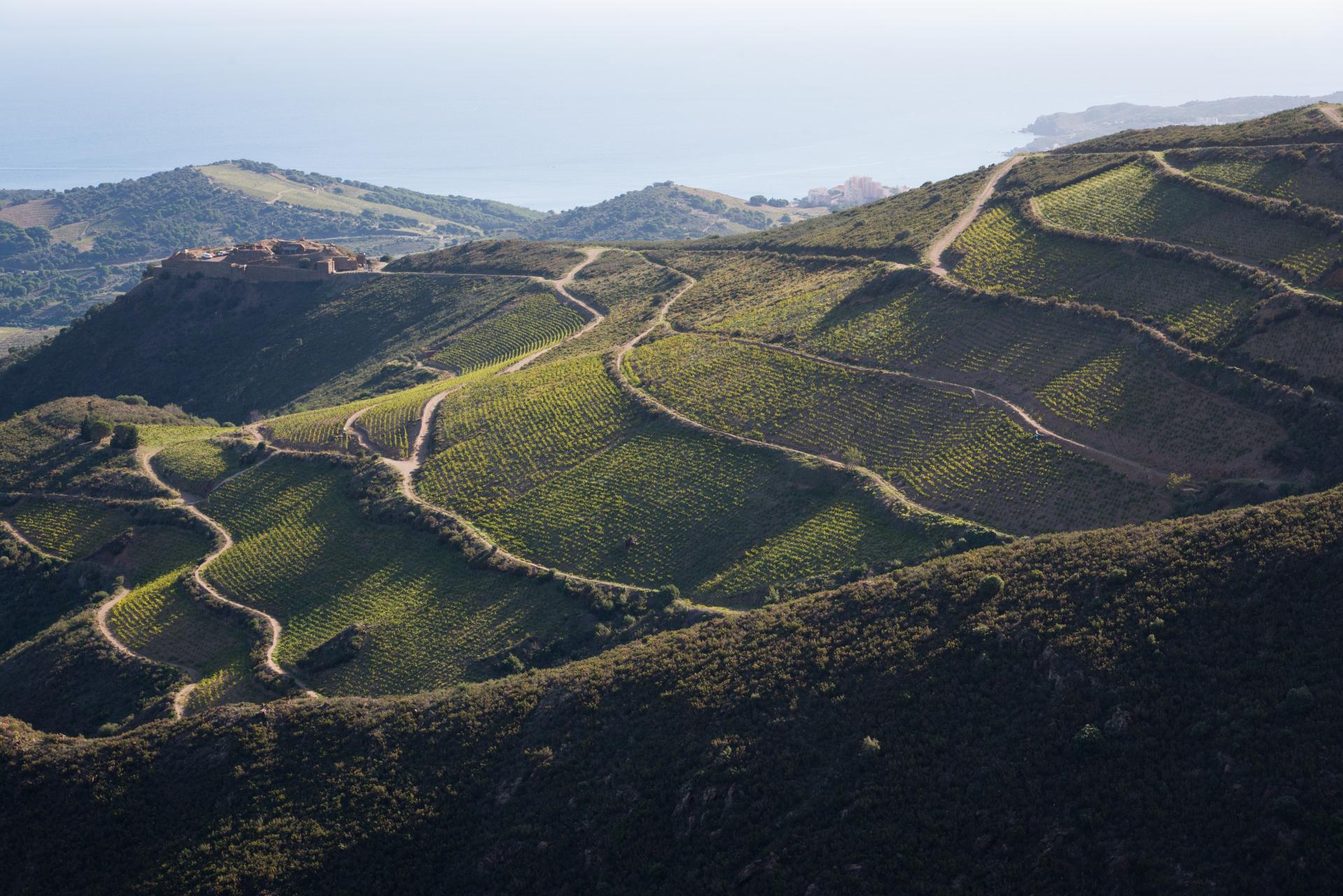 Vins Doux Naturels: il mosaico dolce di Francia