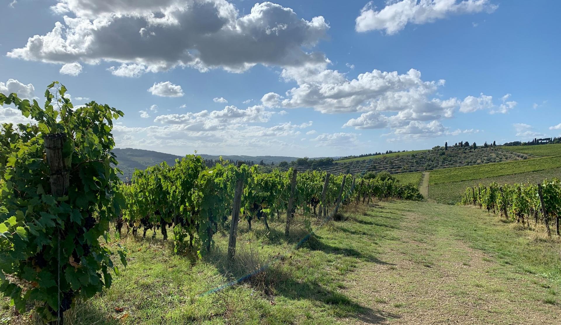 Il vino si fa in vigna: la potatura