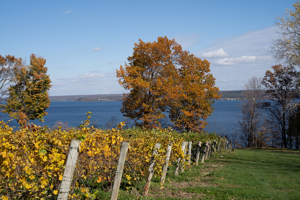 Road to USA: i vini dei Finger Lakes