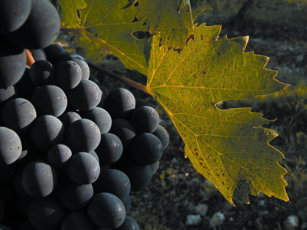 Il Sangiovese di Toscana