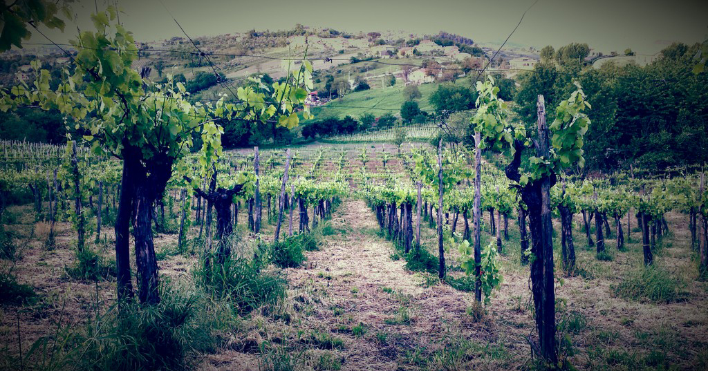 Il Fiano di Avellino e i suoi terroir