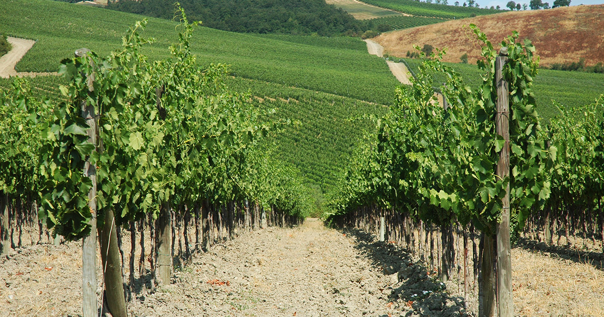 I vini delle colline Pisane