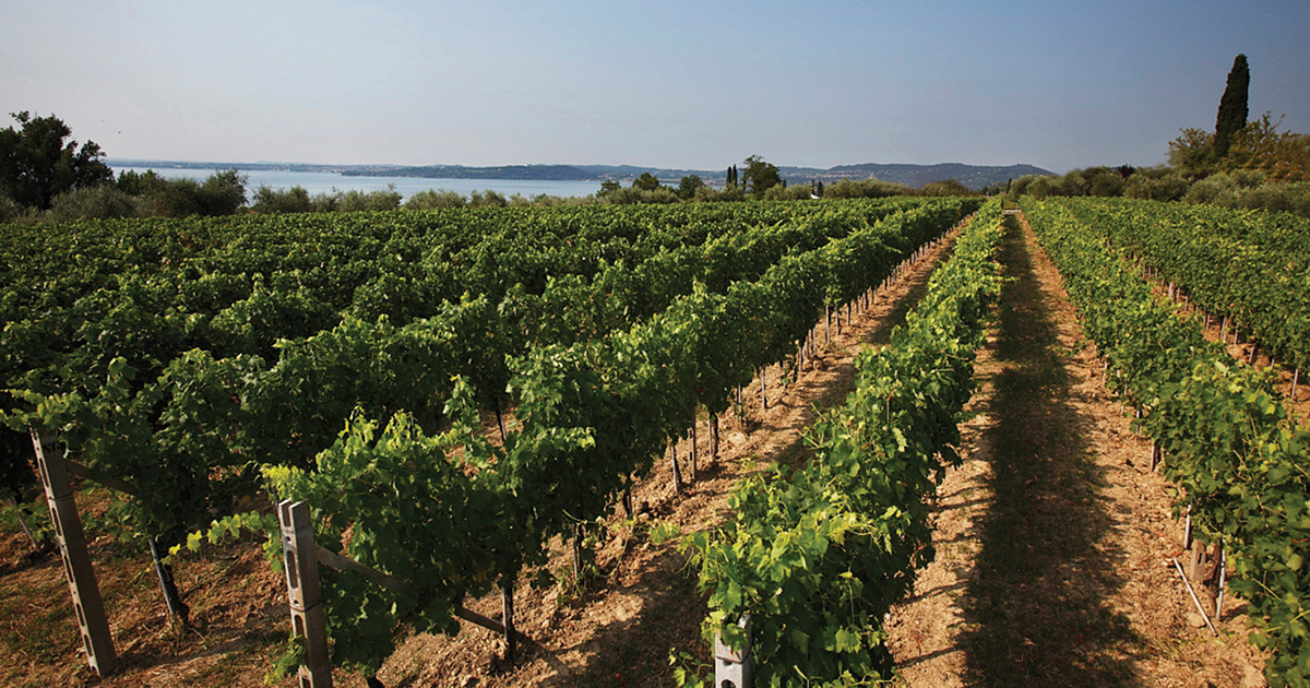 Lugana e Verdicchio: gemelli diversi