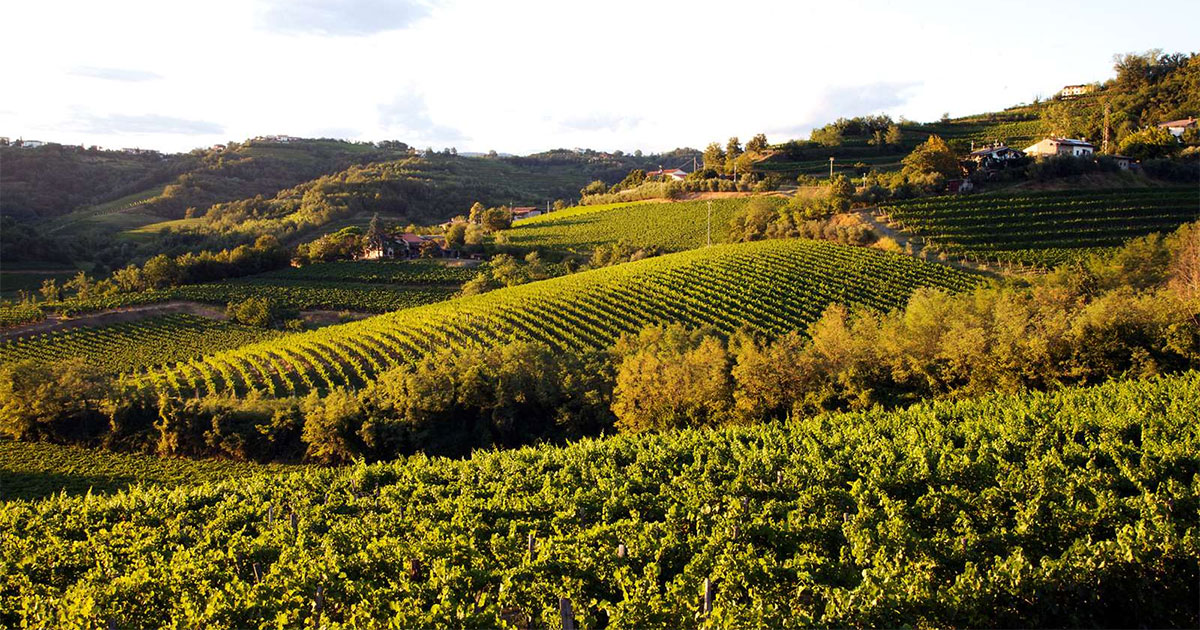 Weekend in Friuli | Ai confini della viticoltura italiana - gita