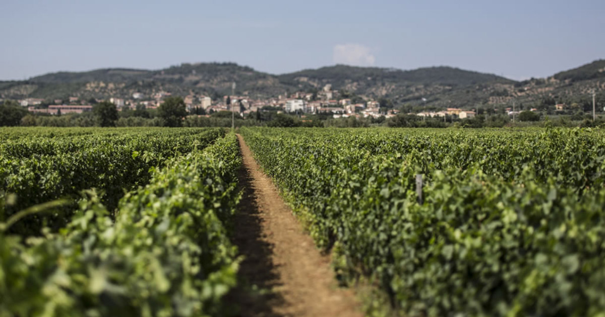 I vini della Val di Cornia