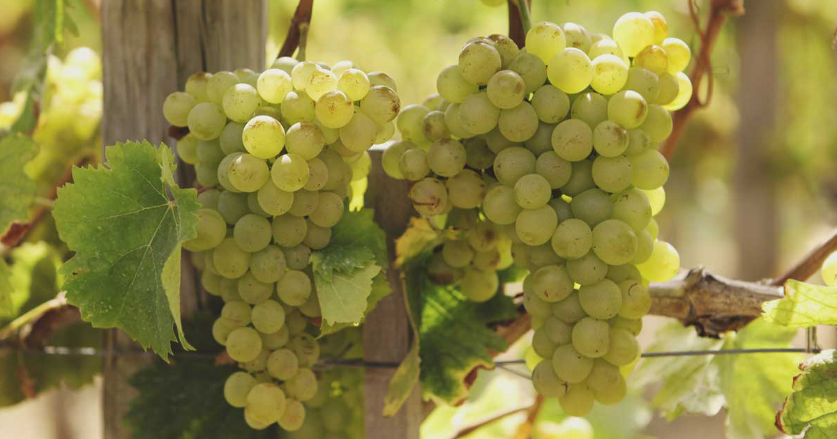 I Vermentino del Mediterraneo