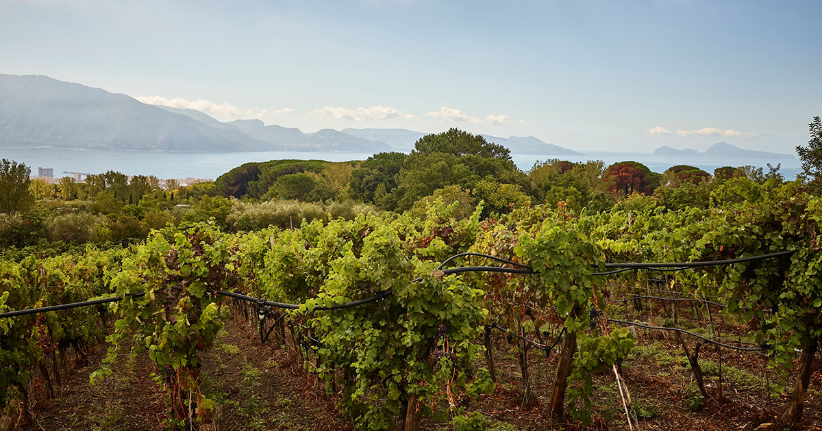 Cena con i vini campani di Casa Setaro