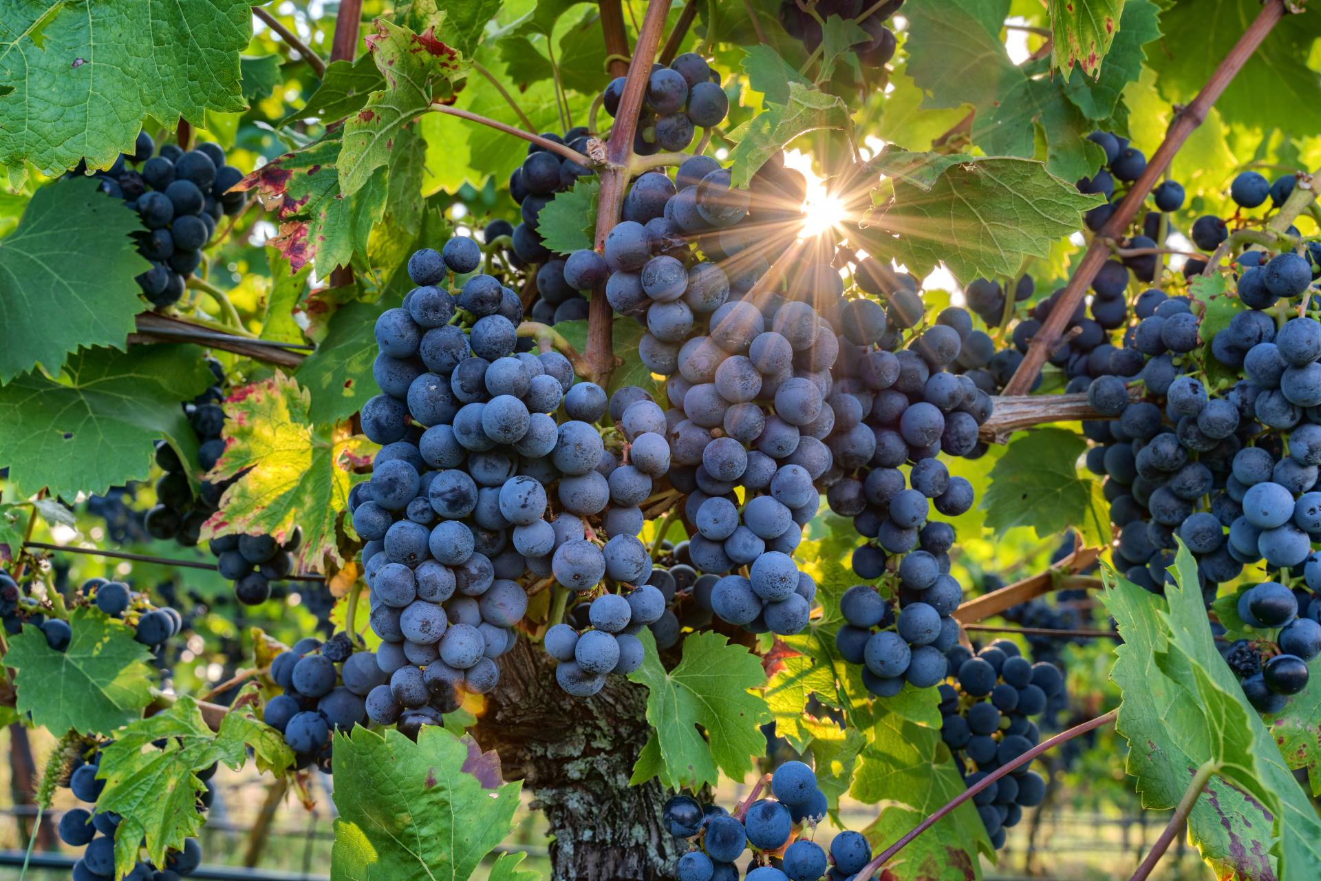 I Pinot Nero dell'Appennino Toscano