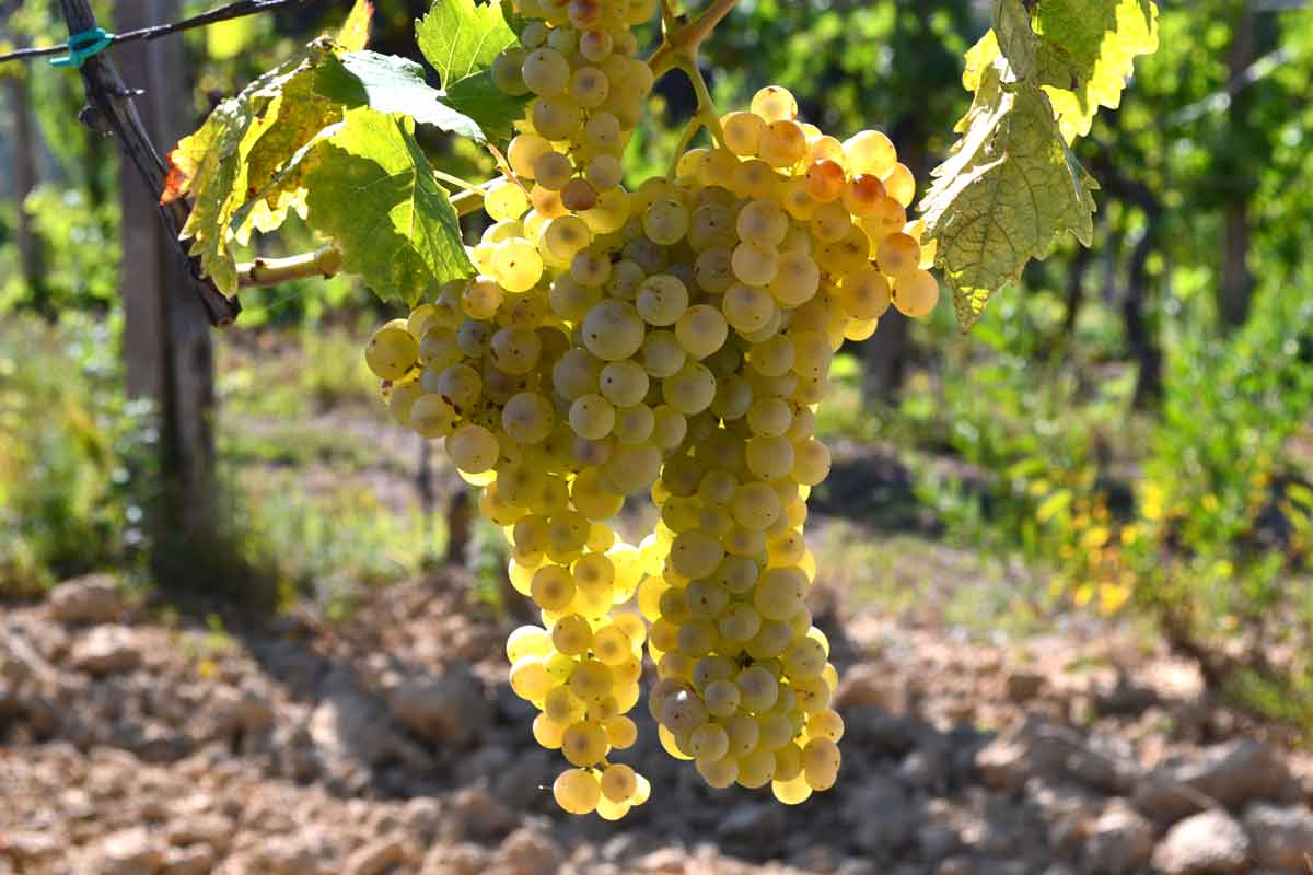 Vernaccia di San Gimignano: bianco di Toscana