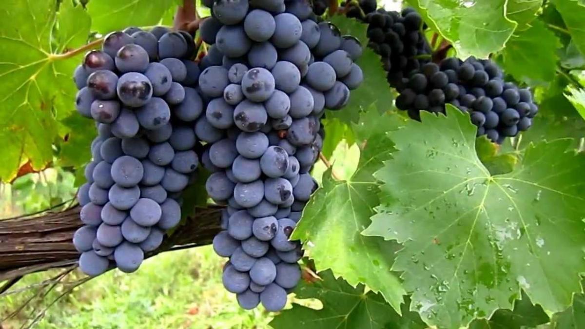 5 sfumature di Sangiovese