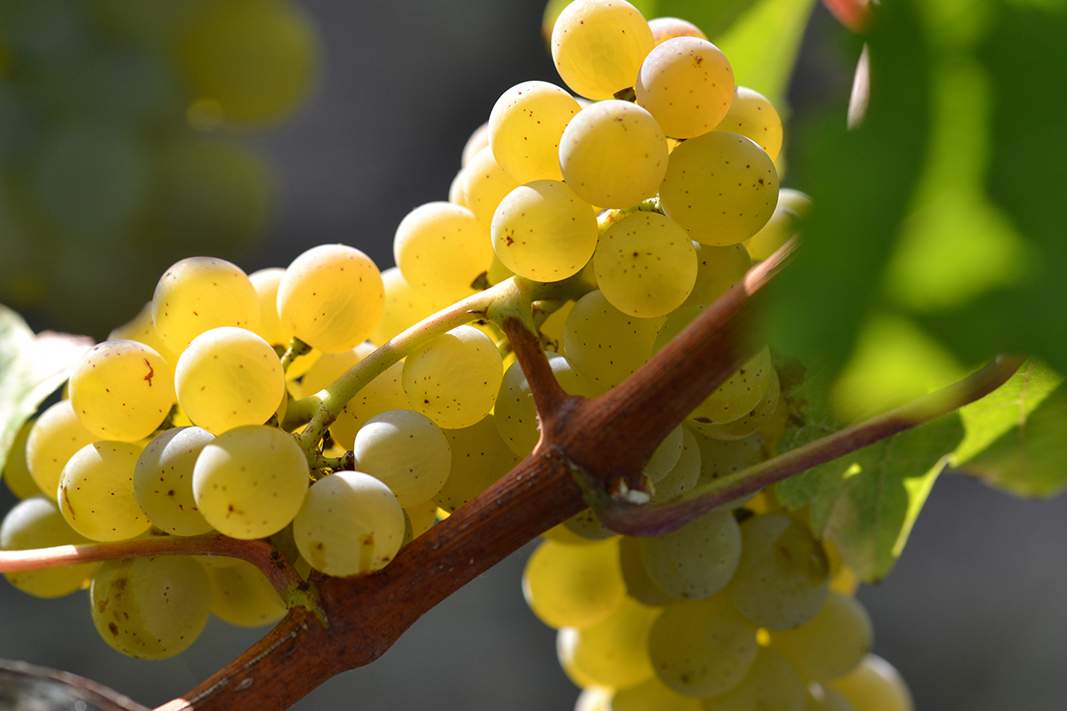 Sauvignon: Italia vs Francia