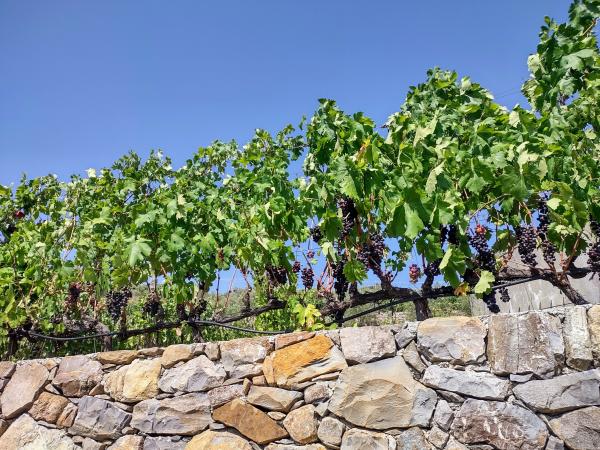 Di pietra e di mare: l'anima del Rossese di Dolceacqua