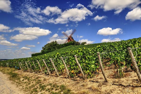 Masterclass Champagne con Bernardo Conticelli (terza serata singola)