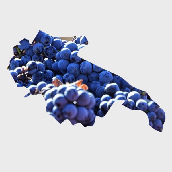 Alla scoperta dell'Aglianico: il nebbiolo del sud