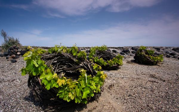 Assyrtiko, viaggio tra terra e mare
