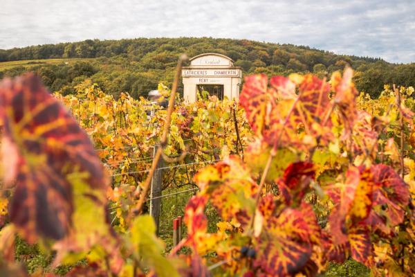 Quaderno di Borgogna: i bianchi di Chablis e della Côte d’Or