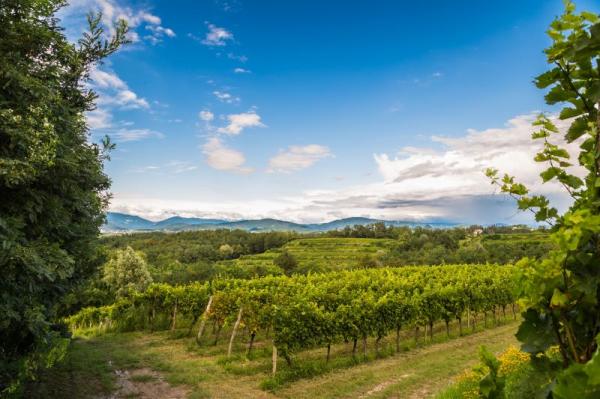 Collio - Vino da uve autoctone