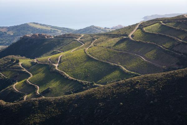 Vins Doux Naturels: il mosaico dolce di Francia
