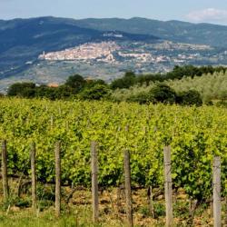 Cortona e i suoi Syrah - Gita