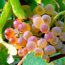 Il Fiano di Avellino e i suoi terroir