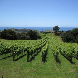 Mare Nostrum: i vini delle piccole isole