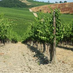 I vini delle colline Pisane