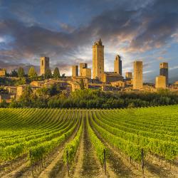 Vernaccia di San Gimignano: bianco di Toscana