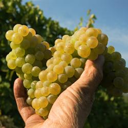 Lugana e Verdicchio: gemelli diversi