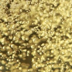 Insoliti lieviti: metodi classici da uve autoctone