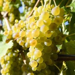 Il viognier toscano