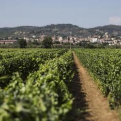 I vini della Val di Cornia