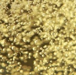 Insoliti lieviti: metodi classici da uve autoctone BIS