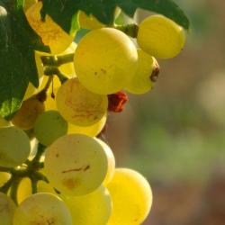 I Vermentino del Mediterraneo