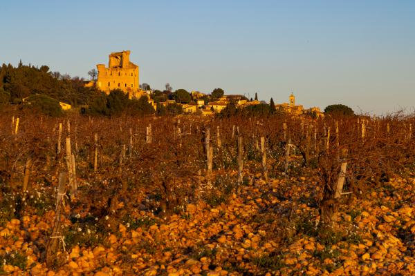 Il Grenache e i suoi terroir