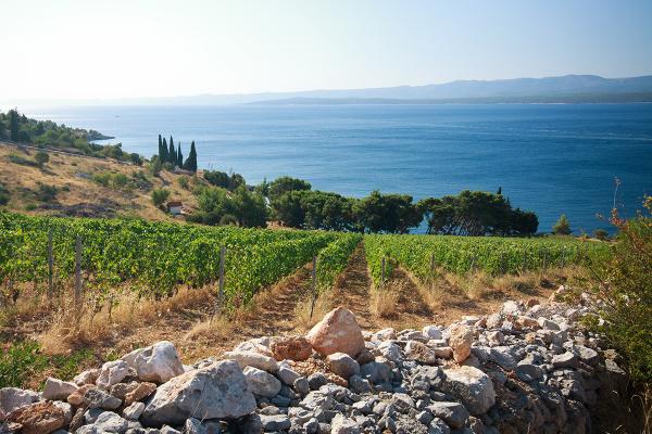 Mare Nostrum: i vini delle piccole isole