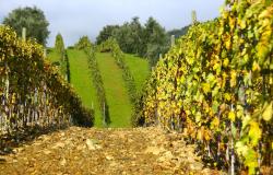 Tra il mare e il vulcano - Gita nel Montecucco