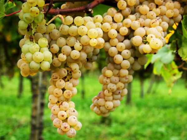 PIWI: una nuova frontiera