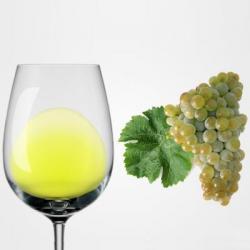 Sauvignon Blanc: Italia vs Francia