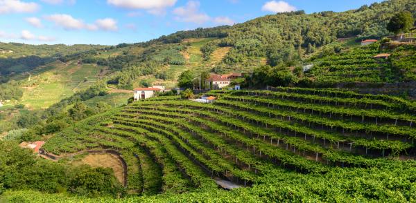 La Spagna in incognito: denominazioni e uve che stupiscono